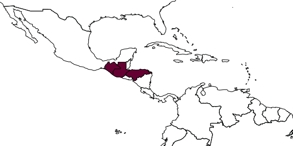 map of Eurhopalothrix hunhau     Longino, 2013